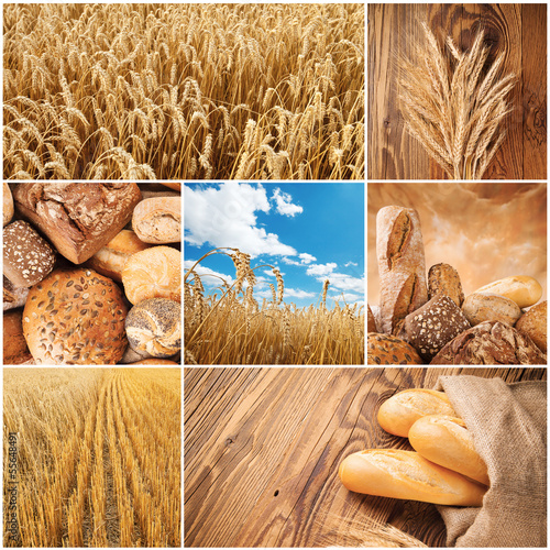 Photo: Wheat harvest concept Wheat harvest concept