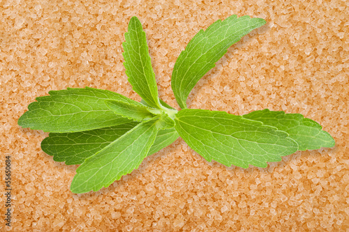 Photo: Stevia leaves Stevia leaves