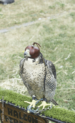Photo: Eagle small prey Eagle small prey