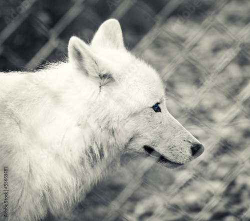 Photo: captive wolf captive wolf