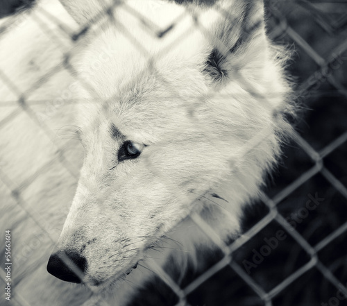 Photo: white wolf white wolf