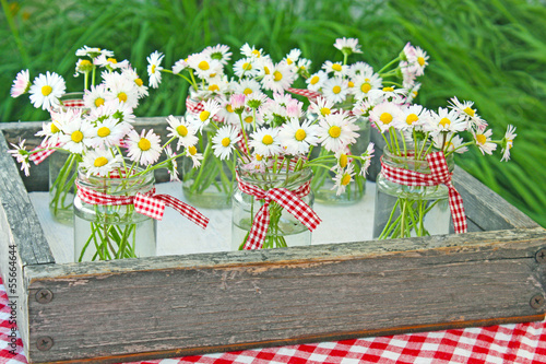 Photo: gänseblümchen gänseblümchen