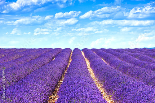 Photo: Lavender flower blooming fields endless rows. Valensole provence Lavender flower blooming fields endless rows. Valensole provence