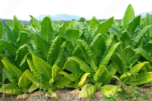 Photo: plantation de tabac plantation de tabac