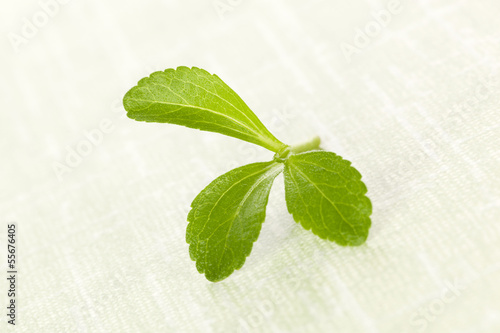 Photo: Stevia sugarl leaf. Stevia sugarl leaf.