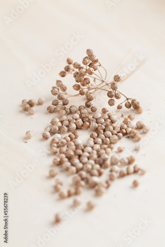 Photo: Coriander seeds Coriander seeds