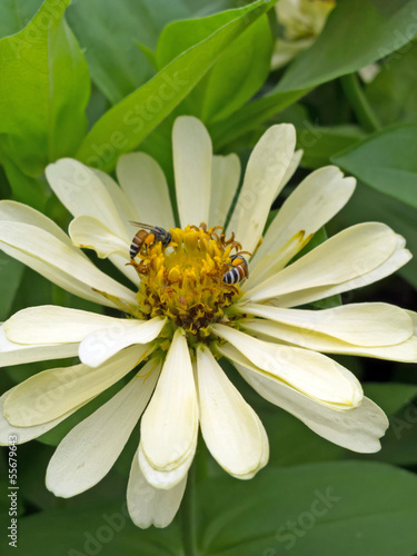 Photo: bee and a white flower bee and a white flower