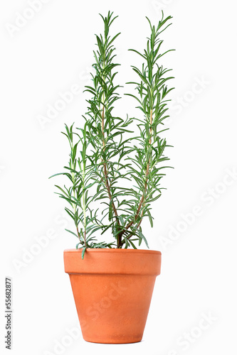 Photo: Potted rosemary plant Potted rosemary plant