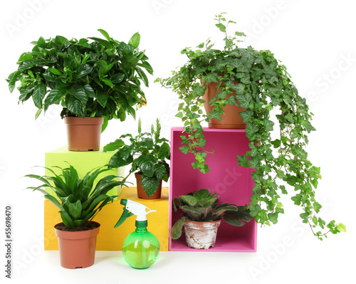 Photo: Beautiful flowers in pots isolated on white Beautiful flowers in pots isolated on white