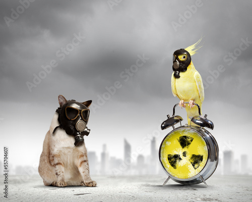 Photo: Cat and parrot in gas masks Cat and parrot in gas masks