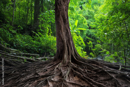  Old tree with big roots in green jungle forest