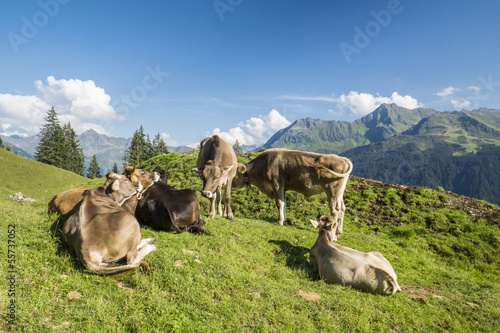Photo: Glückliche Kühe Glückliche Kühe