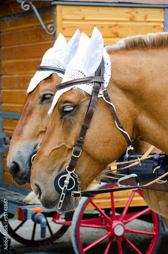Photo: Two horses harnessed in a carriage Two horses harnessed in a carriage