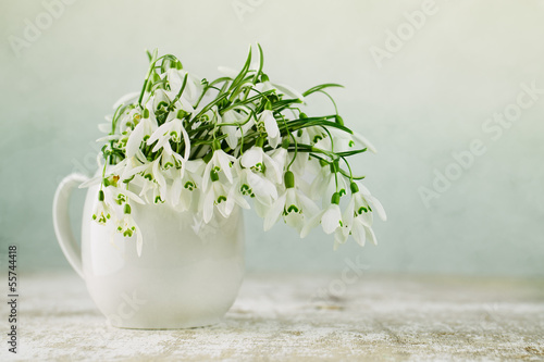 Photo: Schneeglöckchen Schneeglöckchen