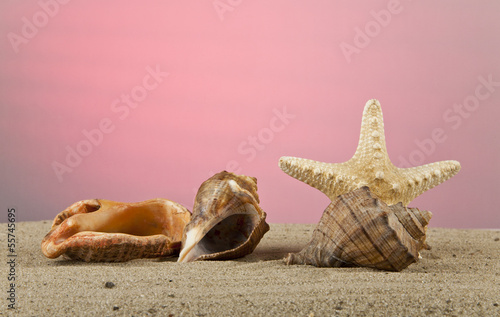 Photo: sand, seashells and starfish sand, seashells and starfish