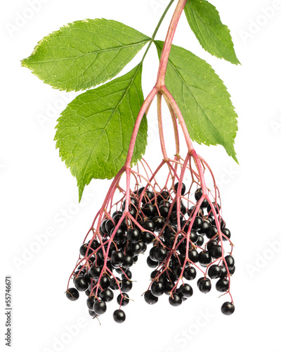 Photo: Zweig mit Holunderbeeren Zweig mit Holunderbeeren