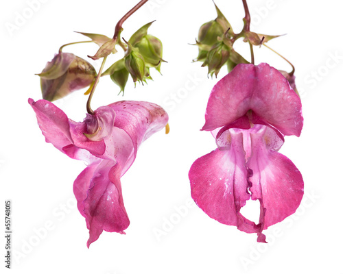 Photo: Drüsiges Springkraut - Indisches Springkraut (Impatiens glandul Drüsiges Springkraut - Indisches Springkraut (Impatiens glandul