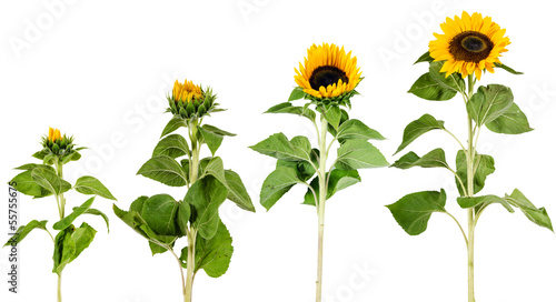 Photo: Wachstum, Entwicklung einer Sonnenblume Wachstum, Entwicklung einer Sonnenblume