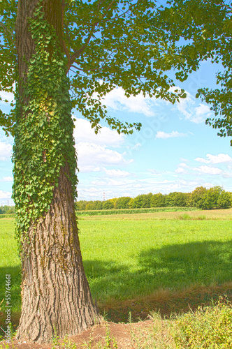 Photo: Summer morning in a country Summer morning in a country