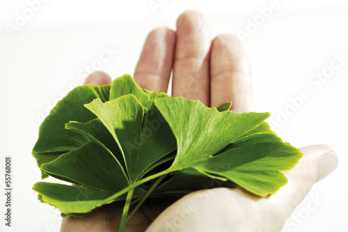 Photo: Mann hält Ginko-Blätter Mann hält Ginko-Blätter
