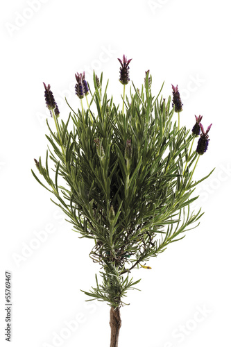 Photo: Lavendel Lavendel