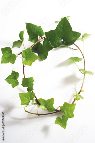 Photo: Efeu Blätter, Hedera helix Efeu Blätter, Hedera helix