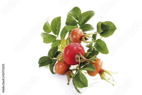Photo: Hagebutten (Rosa canina), Nahaufnahme Hagebutten (Rosa canina), Nahaufnahme