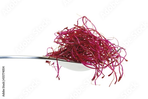 Photo: Rote-Bete-Sprossen, Nahaufnahme Rote-Bete-Sprossen, Nahaufnahme