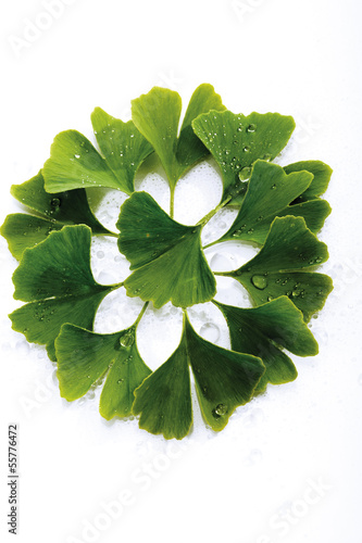 Photo: Ginkgo Blätter, erhöhte Ansicht, Nahaufnahme Ginkgo Blätter, erhöhte Ansicht, Nahaufnahme