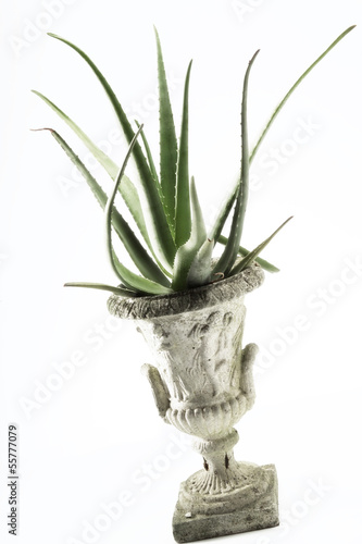 Photo: Aloe Vera, Nahaufnahme Aloe Vera, Nahaufnahme
