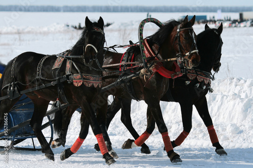 Photo: Horses in the winter Horses in the winter
