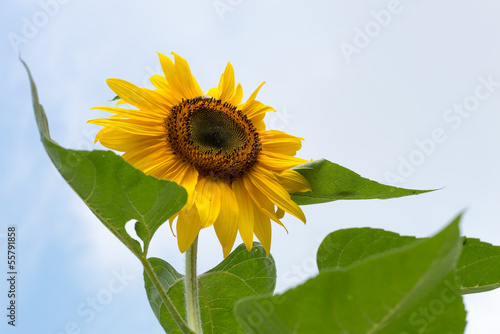 Photo: Sonnenblume mit Biene Sonnenblume mit Biene