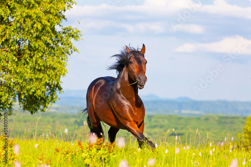 Photo: Arab racer runs on a green summer meadow Arab racer runs on a green summer meadow