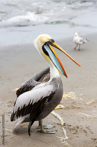 Photo: South American Pelican on Ballestas Islands,Paracas.Peru. South American Pelican on Ballestas Islands,Paracas.Peru.