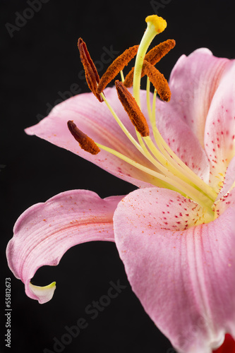 Photo: Organes reproducteurs lis Organes reproducteurs lis