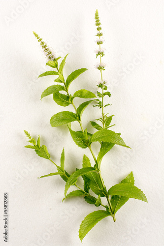 Photo: Mentha spicata / Menthe verte Mentha spicata / Menthe verte