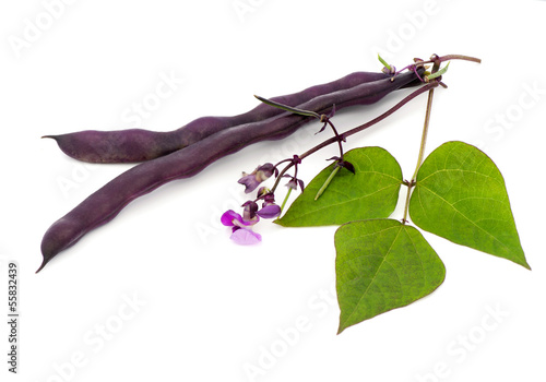 Photo: Red bean pods Red bean pods