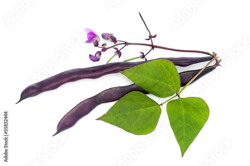 Photo: Red bean pods Red bean pods