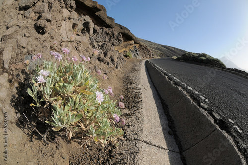 Photo: Colored Flowers Near a Road Colored Flowers Near a Road