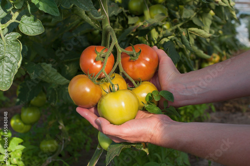 Photo: Tomato plantation Tomato plantation