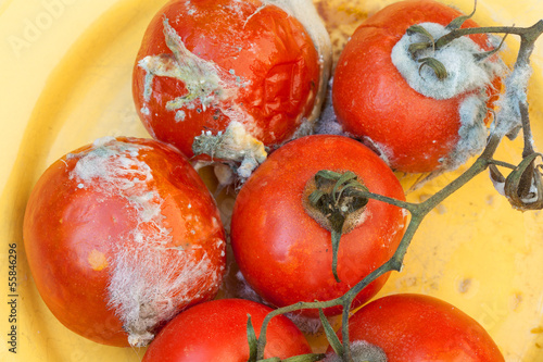 Photo: Rotten tomatoes Rotten tomatoes