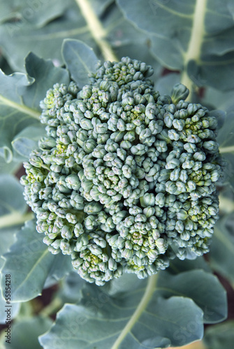 Photo: Broccoli cabbage Broccoli cabbage