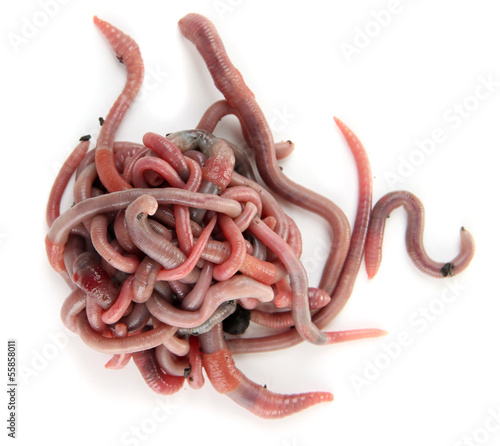 Photo: Worms isolated on white Worms isolated on white