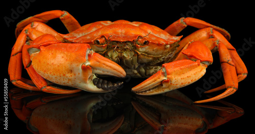 Photo: Boiled crab isolated on black Boiled crab isolated on black