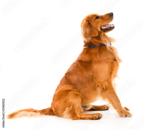 Photo: Beautiful dog looking alert Beautiful dog looking alert