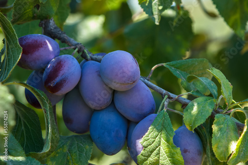 Photo: Plums on branch. Organic Ripe Plums Growing in orchard Plums on branch. Organic Ripe Plums Growing in orchard