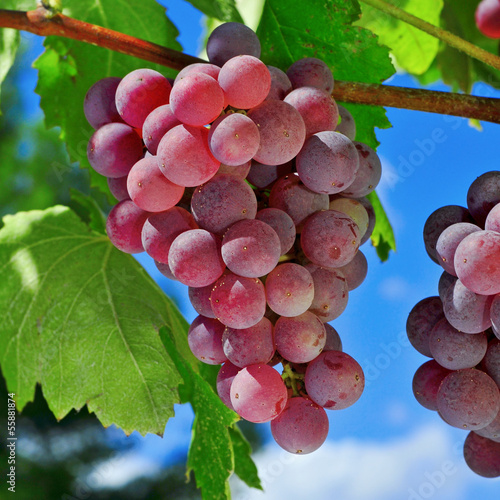 Photo: grapes on a vine grapes on a vine