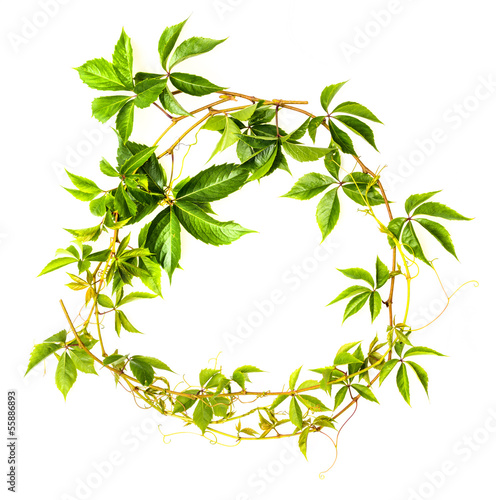 Photo: green branch green branch