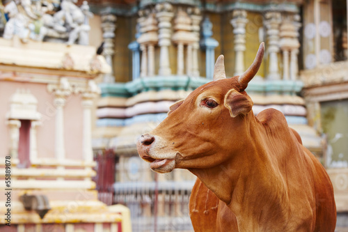 Photo: Cow in front of temple Cow in front of temple
