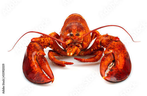 Photo: Red lobster Red lobster